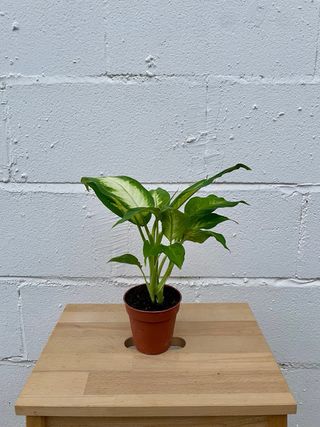 Dieffenbachia Camilla