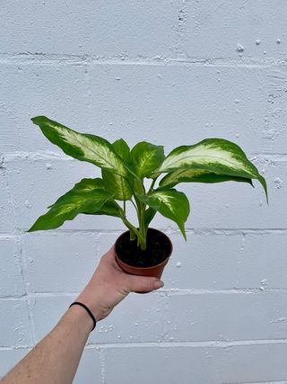 Dieffenbachia Camilla