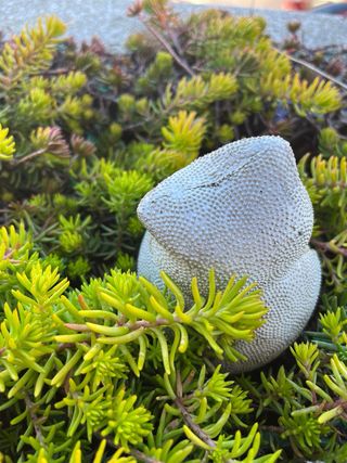 iPhone 13 128GB - Salud Batería 74%