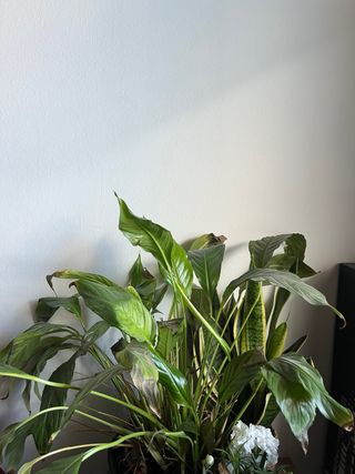 iPhone 13 128GB - Salud Batería 74%