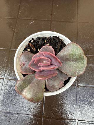 Echeveria Dusty Rose Suculenta