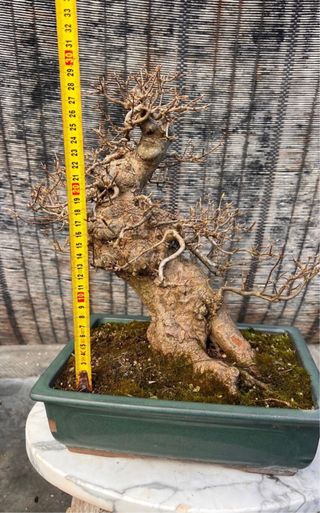 BONSAI ACER BUERGERIANO IMORTACION JAPON