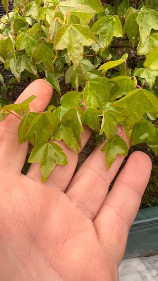 BONSAI ACER BUERGERIANO IMORTACION JAPON