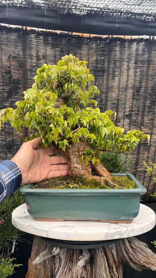 BONSAI ACER BUERGERIANO IMORTACION JAPON