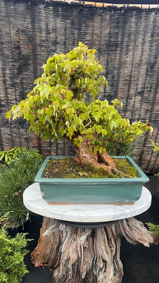 BONSAI ACER BUERGERIANO IMORTACION JAPON