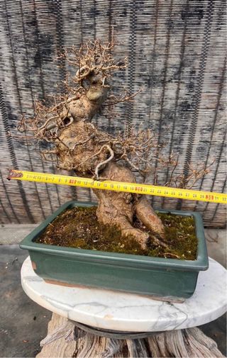 BONSAI ACER BUERGERIANO IMORTACION JAPON