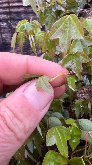 BONSAI ACER BUERGERIANO IMORTACION JAPON