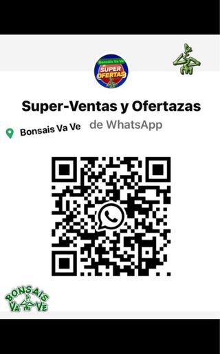 BONSAI ACER BUERGERIANO IMORTACION JAPON