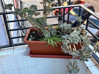 Jardinera con plantas variadas Todo como lo ves