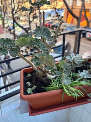 Jardinera con plantas variadas Todo como lo ves