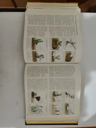 Illustrazione per come fare giardinaggio