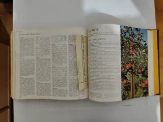 Illustrazione per come fare giardinaggio