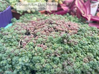 Sedum Dasyphyllum Lilac Mound