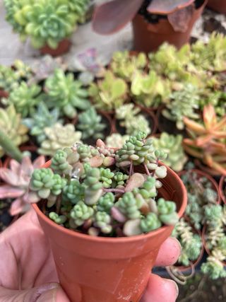 Sedum Dasyphyllum Lilac Mound