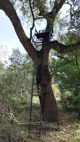 Escalera de caza para árbol