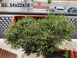 3 Jardineras + Platos + Soportes + Plantas