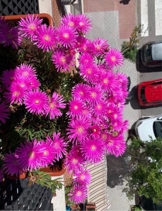 3 Jardineras + Platos + Soportes + Plantas