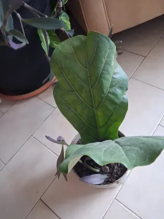 Planta Ficus Lyrata Doble