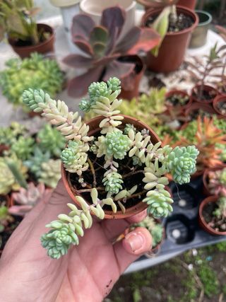 Sedum Dasyphyllum Major