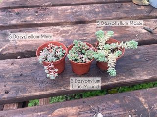 Sedum Dasyphyllum Major