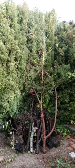 Maderas decorativas Pino, Ciprés, Cerezo, Bamboo