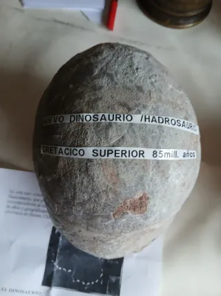 Fosil Huevo Dinosaurio Hadrosaurio