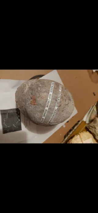 Fosil Huevo Dinosaurio Hadrosaurio