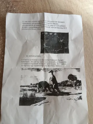 Fosil Huevo Dinosaurio Hadrosaurio