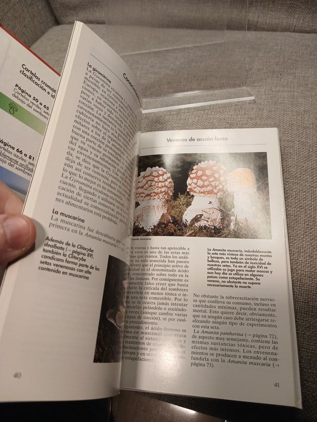 Setas cómo clasificarlas, conocerlas y recolect...