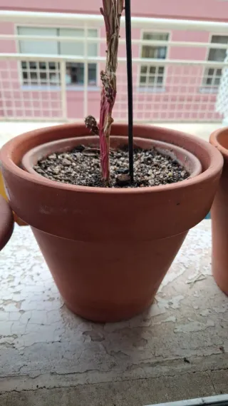 Maceta barro terracota y plástico con cactus