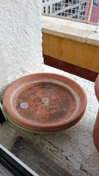 Maceta barro terracota y plástico con cactus