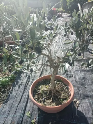 Pianta di ulivo bonsai in ciotola 25