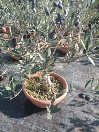 Pianta di ulivo bonsai in ciotola 25