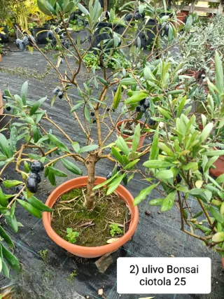 Pianta di ulivo bonsai in ciotola 25