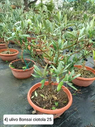 Pianta di ulivo bonsai in ciotola 25