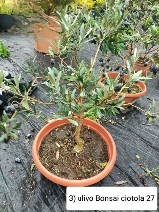 Pianta di ulivo bonsai in ciotola 25