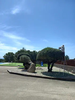 Limpieza y desbroce parcelas y jardines