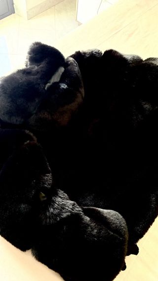 Giacca White Wise pelliccia sintetica nera