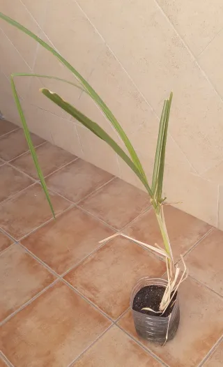 Planta Caña de Azúcar -cañadu-.