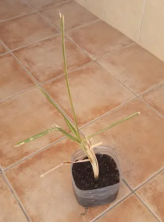 Planta Caña de Azúcar -cañadu-.