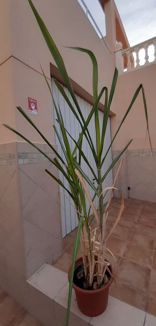 Planta Caña de Azúcar -cañadu-.