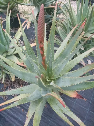 Pianta Aloe Arborescens in vaso 24/26