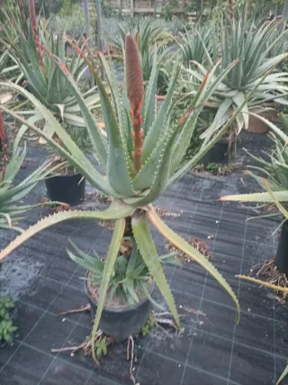 Pianta Aloe Arborescens in vaso 24/26