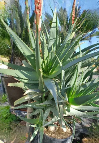 Pianta Aloe Arborescens in vaso 24/26
