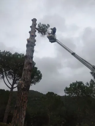 Limpieza parcelas jardines y tala