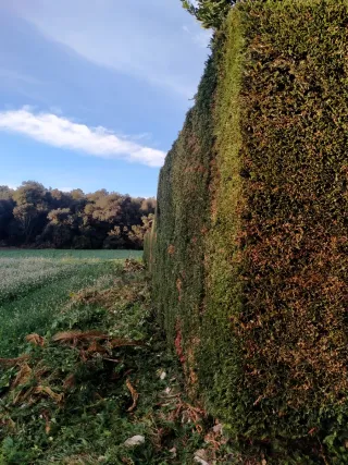 Limpieza parcelas jardines y tala