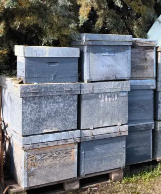 Colmenas Layens con cuadros