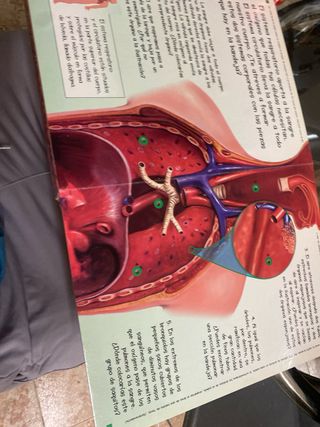 Crea tu cuerpo humano (Spanish Edition) libro