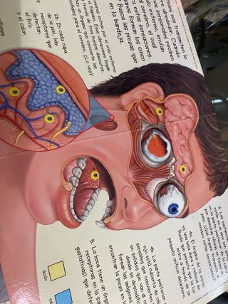 Crea tu cuerpo humano (Spanish Edition) libro