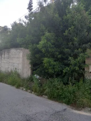 Limpieza jardines parcelas poda en altura